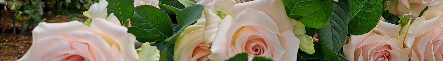 杉本バラ園でのバラ栽培の様子