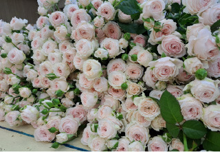 杉本バラ園の施設 フォトギャラリー