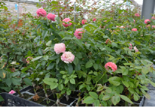 杉本バラ園の施設 フォトギャラリー