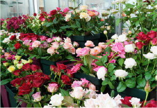 杉本バラ園の施設 フォトギャラリー