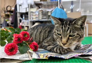 杉本バラ園の施設 フォトギャラリー