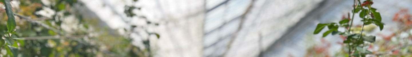 杉本バラ園でのバラ栽培の様子