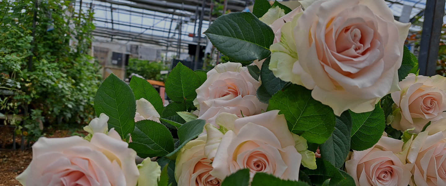 杉本バラ園のバラ栽培の様子