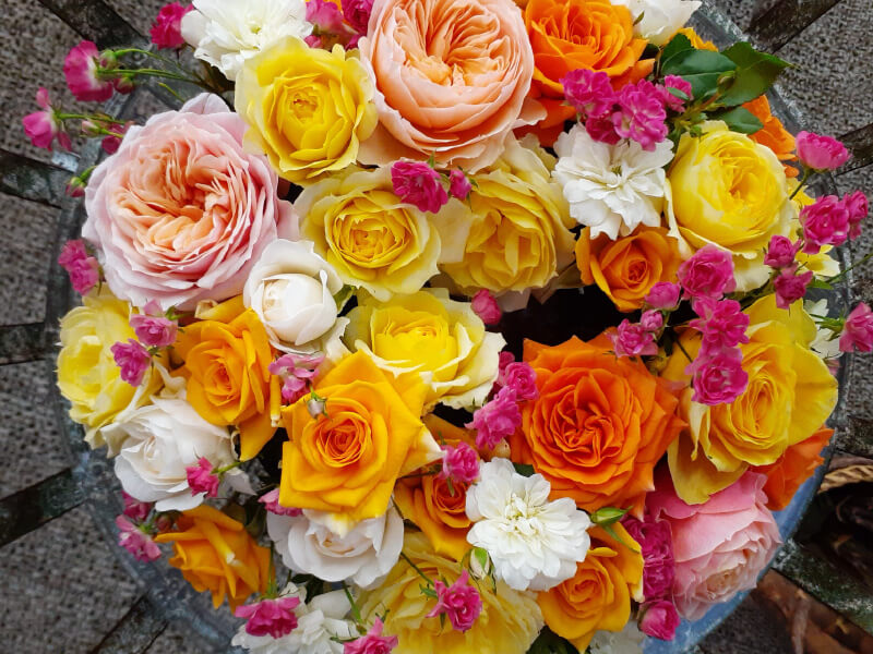 切り花バラの分類について