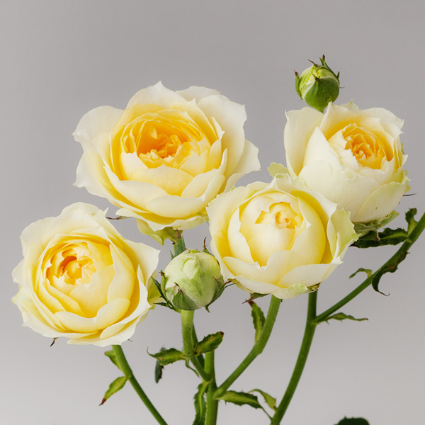 切り花バラの分類について