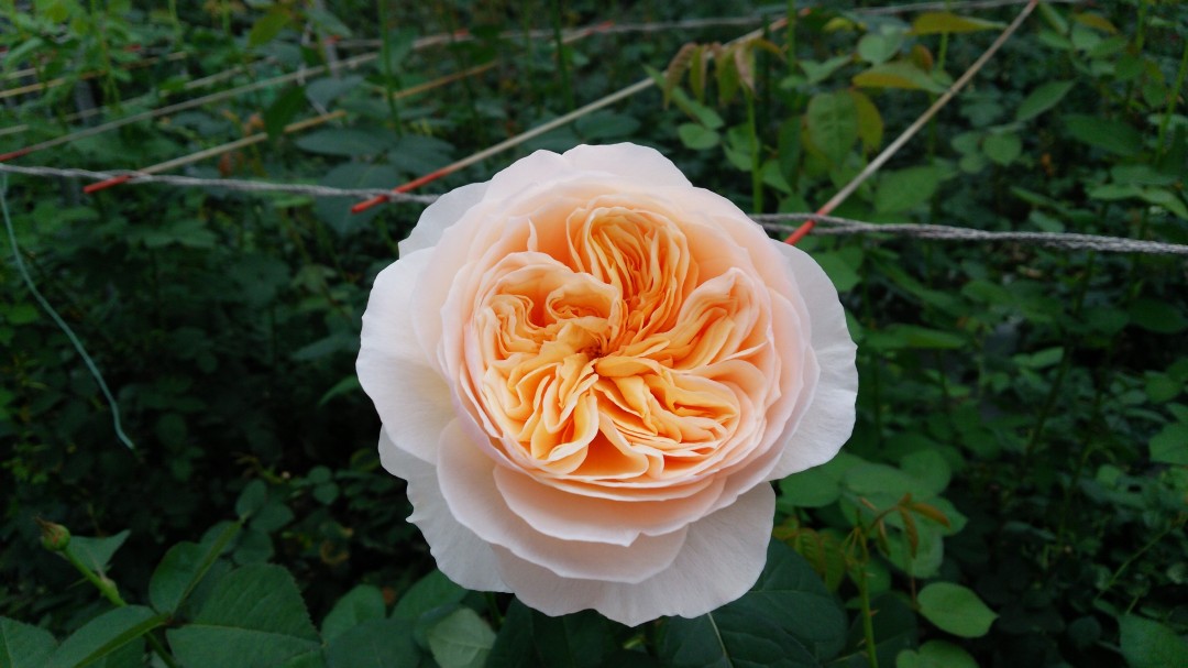 イングリッシュローズとは